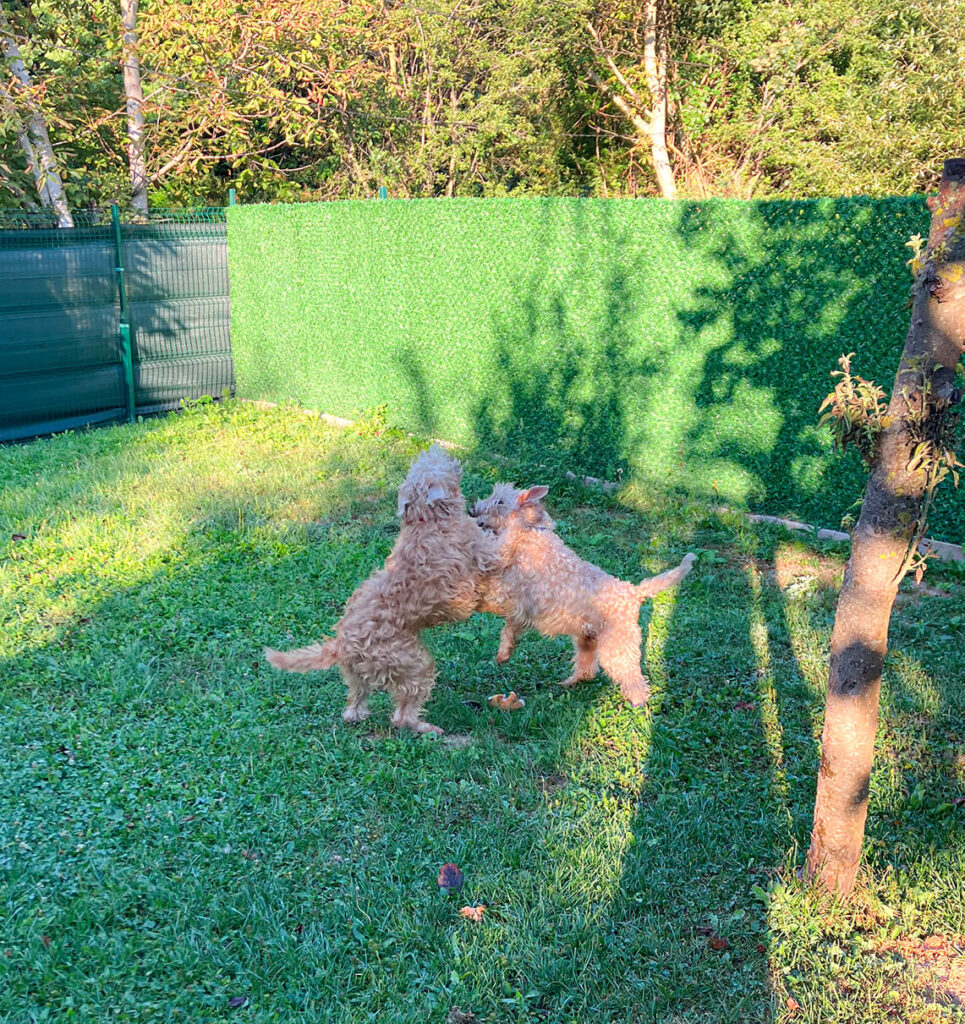 Čapa i Junior