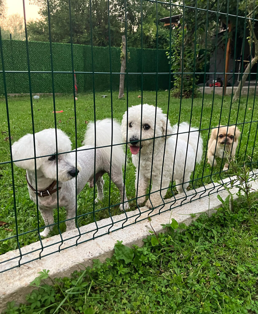 Mali psi u pansionu kod Tufne