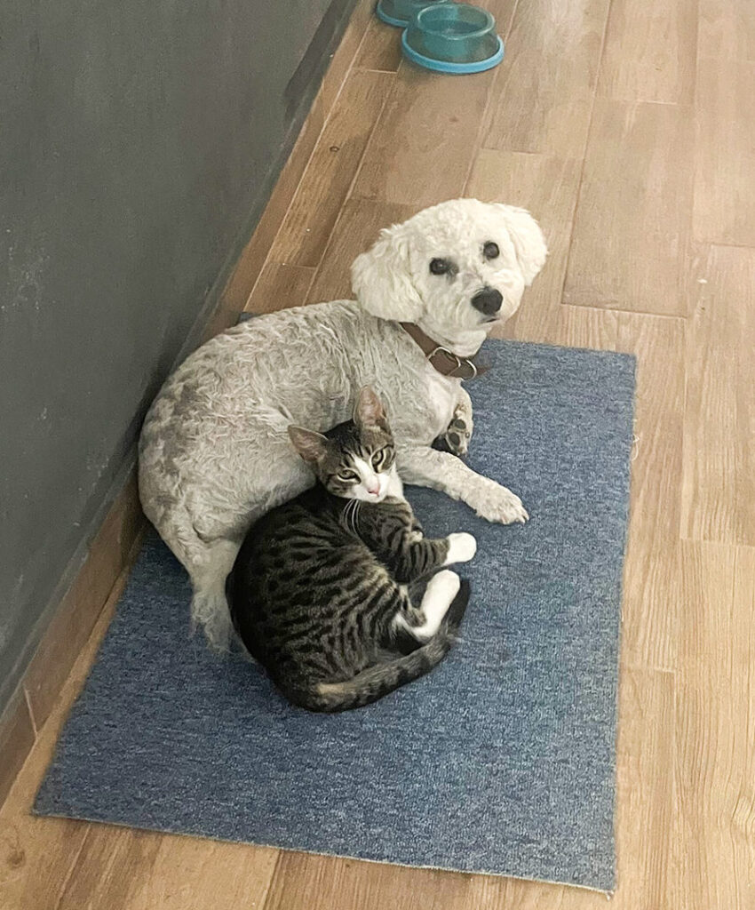 Cezar i mačak Mesec