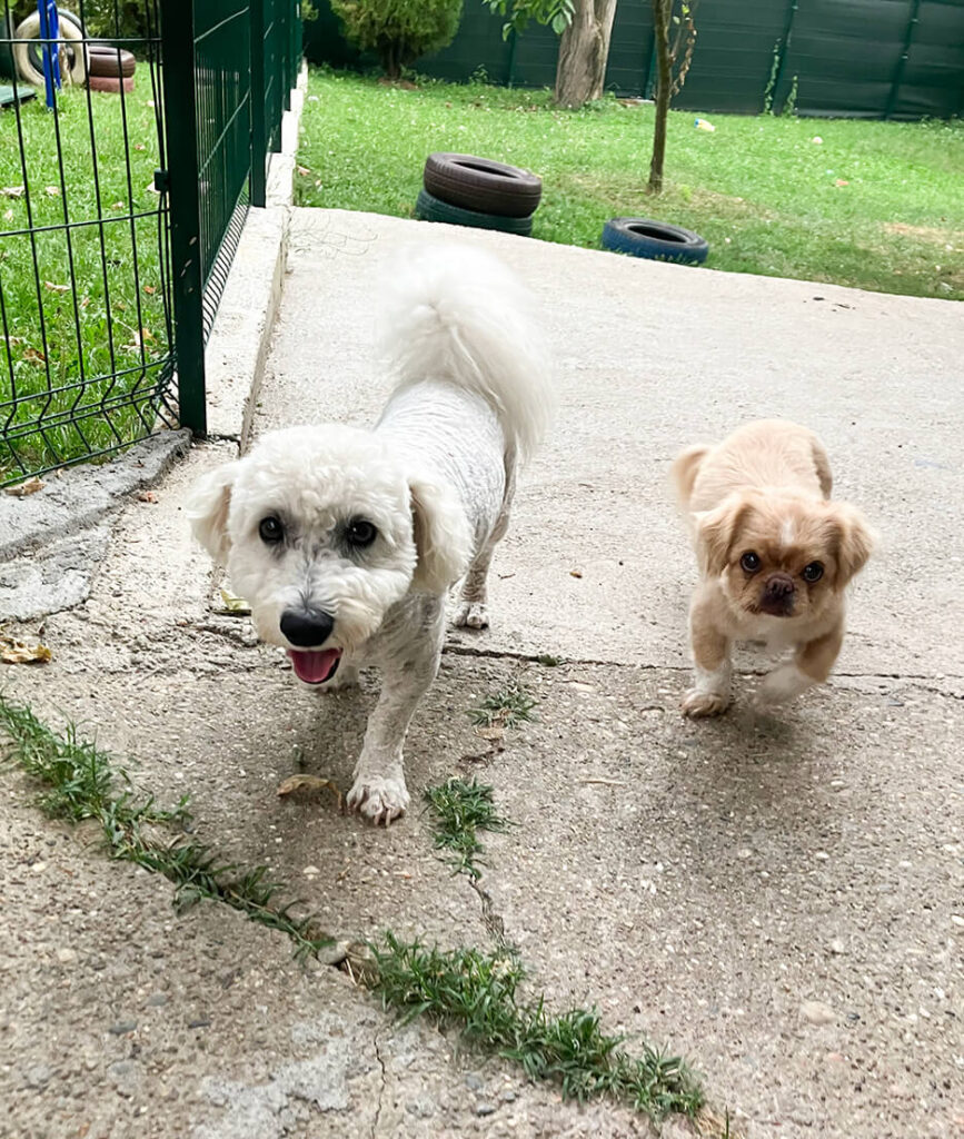 Cezar i Blondi